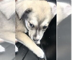 German Shepherd Dog Dogs for adoption in Houston, TX, USA