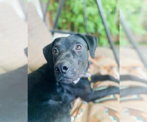 Labrador Retriever Dogs for adoption in Sandy, UT, USA