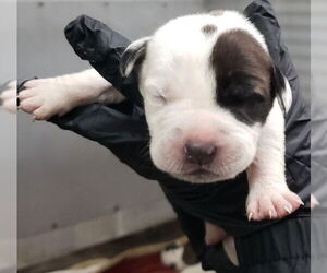 American Pit Bull Terrier Dogs for adoption in San Bernardino, CA, USA