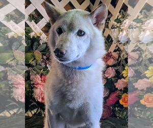 Shiba Inu Dogs for adoption in Bon Carbo, CO, USA