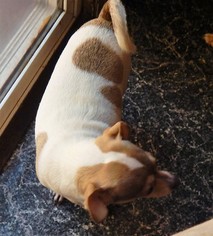 Chiweenie Dogs for adoption in Silverlake, WA, USA