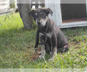 German Shepherd Dog-Unknown Mix Dogs for adoption in Rosenberg, TX, USA
