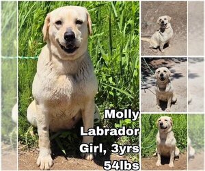 Labrador Retriever Dogs for adoption in Seattle, WA, USA