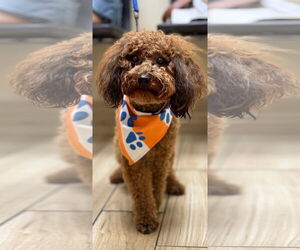 Poodle (Miniature) Dogs for adoption in Valrico, FL, USA