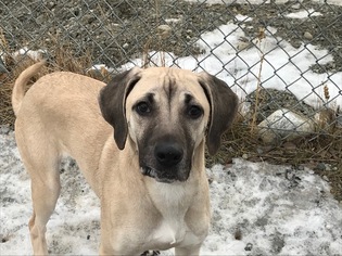 Black Mouth Cur Dogs for adoption in Palmer, AK, USA