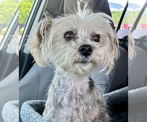 Mutt Dogs for adoption in Ellijay, GA, USA