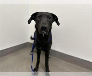 Labrador Retriever-Unknown Mix Dogs for adoption in HESPERIA, CA, USA
