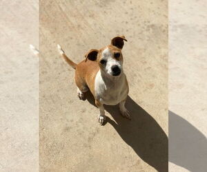 Chihuahua-Unknown Mix Dogs for adoption in Grafton, WI, USA