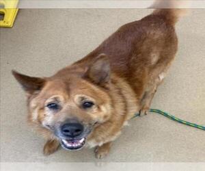 German Shepherd Dog-Unknown Mix Dogs for adoption in Derwood, MD, USA