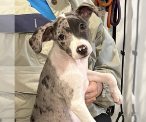 Mutt Dogs for adoption in Unionville, PA, USA
