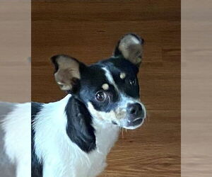 Rat-Cha Dogs for adoption in Wheaton, IL, USA