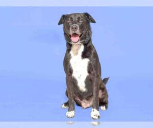 Lab-Pointer Dogs for adoption in Vero Beach, FL, USA