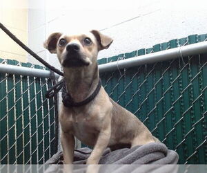Chihuahua-Unknown Mix Dogs for adoption in Downey, CA, USA