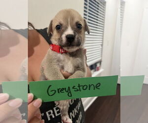Mutt Dogs for adoption in New Orleans, LA, USA