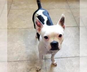 Boston Terrier Dogs for adoption in Show Low, AZ, USA