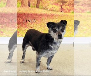 Dachshund-Unknown Mix Dogs for adoption in Parker Ford, PA, USA