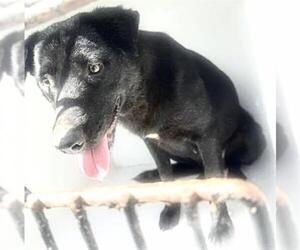 Labrador Retriever-Unknown Mix Dogs for adoption in Houston, TX, USA