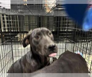 American Pit Bull Terrier-Unknown Mix Dogs for adoption in Bakersfield, CA, USA