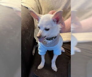 Chihuahua-Unknown Mix Dogs for adoption in Ventura, CA, USA