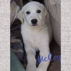 Medium Photo #1 Great Pyrenees Puppy For Sale in Spring, TX, USA