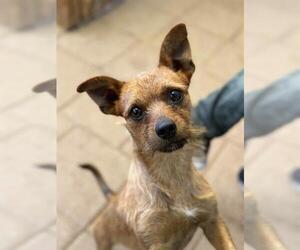 Toxirn Dogs for adoption in Santa Maria, CA, USA