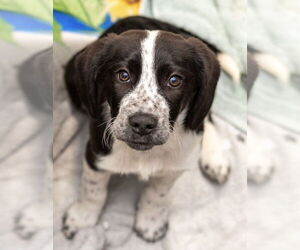 Pointer-Rottweiler Mix Dogs for adoption in Mundelein, IL, USA