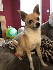 Chihuahua Dogs for adoption in Boise, ID, USA