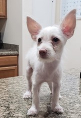 Wapoo Dogs for adoption in Phoenix , AZ, USA