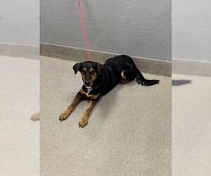 Doberman Pinscher-Unknown Mix Dogs for adoption in Las Vegas, NV, USA