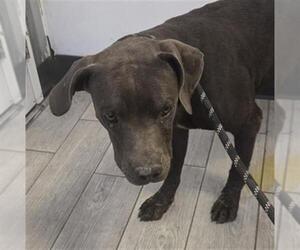 Mutt Dogs for adoption in Bakersfield, CA, USA