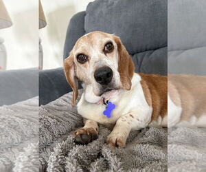 Beagle-Unknown Mix Dogs for adoption in Springdale, PA, USA