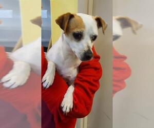Jack-Rat Terrier Dogs for adoption in Rockwall, TX, USA