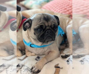 Pug Dogs for adoption in Indianapolis, IN, USA