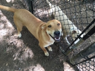 Shepradors Dogs for adoption in Locust Grove, GA, USA