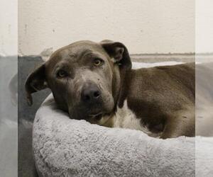 American Staffordshire Terrier Dogs for adoption in San Antonio, TX, USA