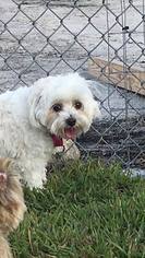 Maltese-Unknown Mix Dogs for adoption in Loxahatchee, FL, USA