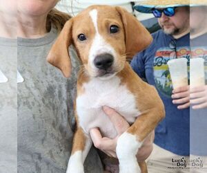 Labrador Retriever-Unknown Mix Dogs for adoption in Washington, DC, USA