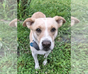 Beagle-Unknown Mix Dogs for adoption in Westminster, MD, USA