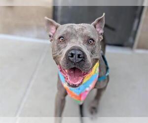 American Pit Bull Terrier Dogs for adoption in Denver, CO, USA