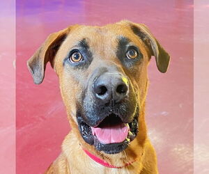 Boxer-German Shepherd Dog Mix Dogs for adoption in Webster, WI, USA