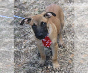 Labrador Retriever-Unknown Mix Dogs for adoption in Bandera, TX, USA