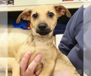 Chihuahua-Unknown Mix Dogs for adoption in Washington, DC, USA