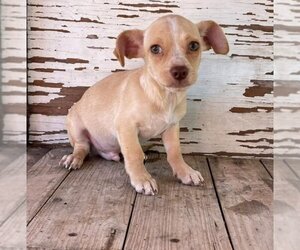 Chihuahua Dogs for adoption in Carrollton, TX, USA