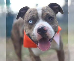 American Staffordshire Terrier-Unknown Mix Dogs for adoption in San Antonio, TX, USA