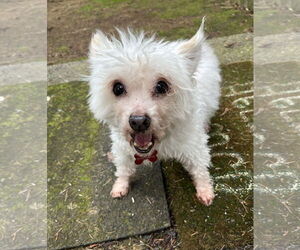 Maltipoo (Toy) Dogs for adoption in Milwaukie, OR, USA