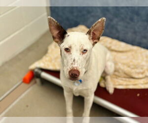 German Shepherd Dog-Unknown Mix Dogs for adoption in Fort Collins, CO, USA
