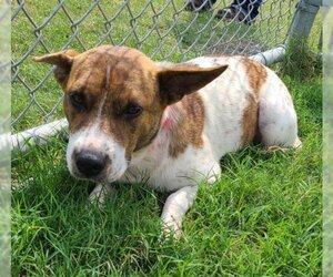 Mutt Dogs for adoption in Corpus Christi, TX, USA