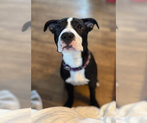 Mutt Dogs for adoption in Wenonah, NJ, USA