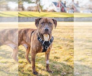 Mutt Dogs for adoption in Caldwell, NJ, USA