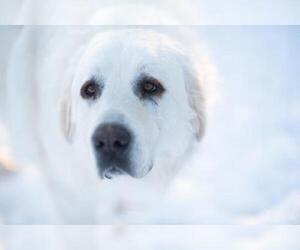 Great Pyrenees Dogs for adoption in Flora, IL, USA